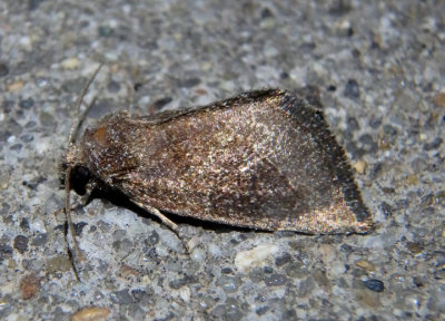 9741.1 - Plagiomimicus heitzmani; Owlet Moth species