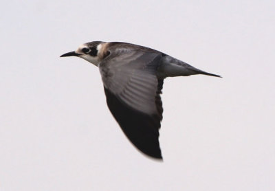 Black Tern; juvenile