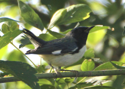 Black-throated Blue Warbler; male 