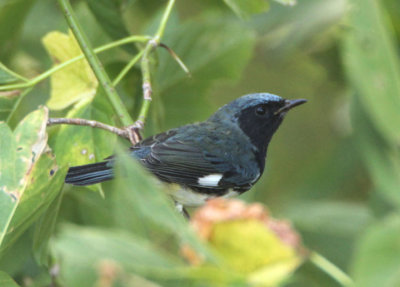 Black-throated Blue Warbler; male 