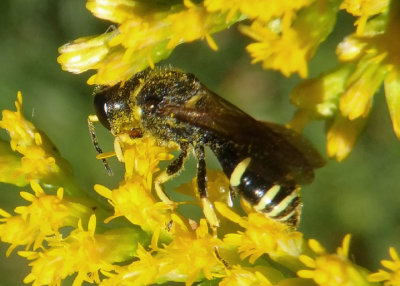 Crabronina Square-headed Wasp species