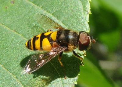 Eristalis transversa; Transverse Flower Fly; male