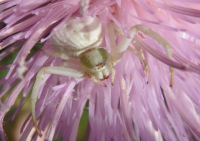 Misumenoides formosipes; Whitebanded Crab Spider; female