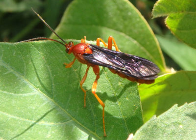 Trogus pennator; Ichneumon Wasp species