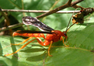 Trogus pennator; Ichneumon Wasp species