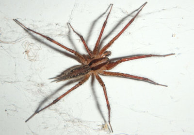 Agelenopsis Grass Spider species; male