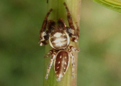 Eris militaris; Jumping Spider species