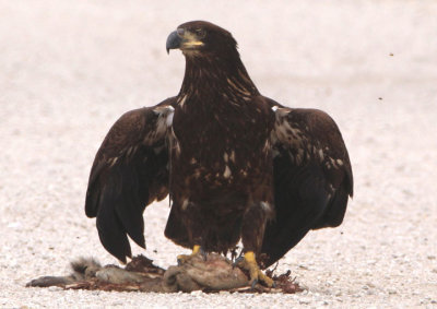 Bald Eagle; juvenile