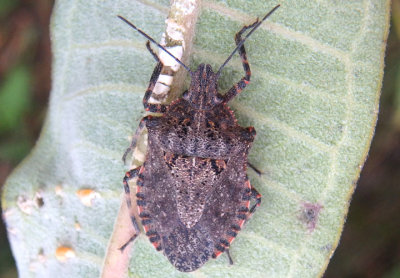 Brochymena quadripustulata; Four-humped Stink Bug 
