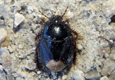 Microporus nigrita; Black Ground Bug 