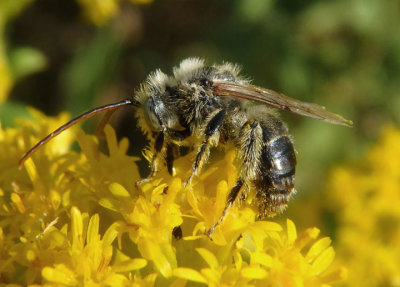 Melissodes Long-horned Bee species; male