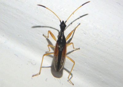 Myodocha serripes; Long-necked Seed Bug nymph