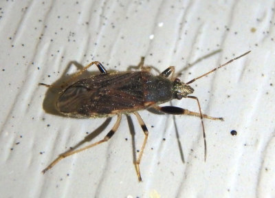 Perigenes constrictus; Dirt-colored Seed Bug species