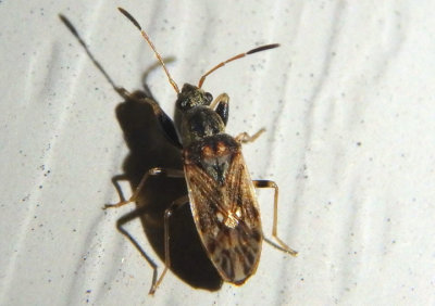 Pseudopachybrachius basalis; Dirt-colored Seed Bug species