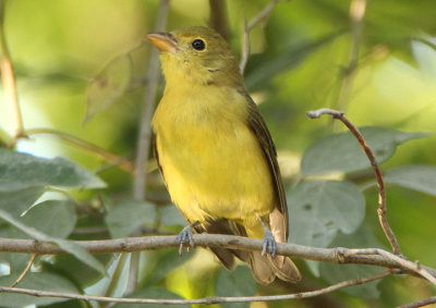 Scarlet Tanager; female