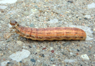 10438 - Mythimna unipuncta; Armyworm