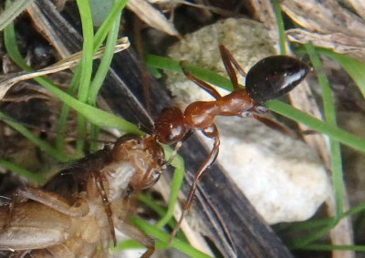 Formica pallidefulva; Wood Ant species