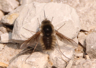 Anastoechus Bee Fly species