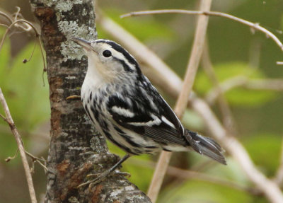 Black-and-white Warbler; female
