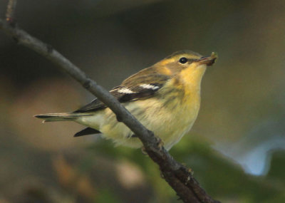 Blackburnian Warbler 