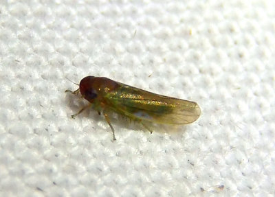 Coccineasca coccinea; Leafhopper species