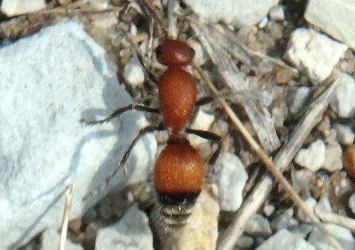 Dasymutilla nigripes; Velvet Ant species; female
