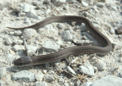 Lined Snake; juvenile