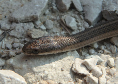 Lined Snake; juvenile