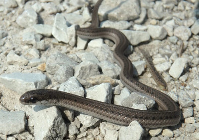 Lined Snake; juvenile