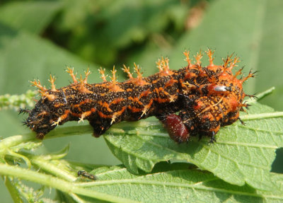 Polygonia interrogationis; Question Mark caterpillar