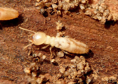 Reticulitermes flavipes; Eastern Subterranean Termite