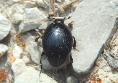 Saprinus Clown Beetle species
