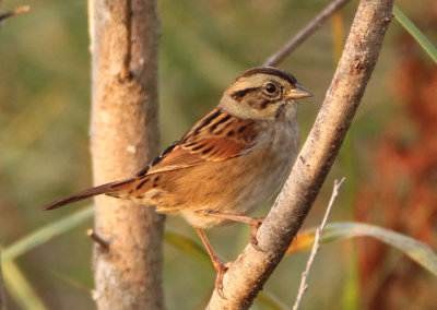 Swamp Sparrow; basic