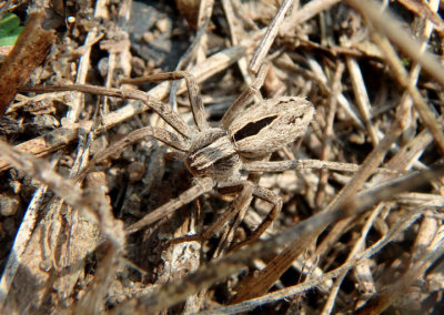 Thanatus formicinus; Running Crab Spider species