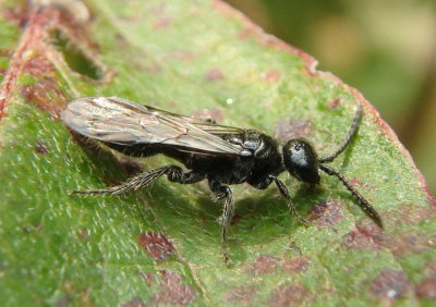 Tiphia Tiphiid Wasp species