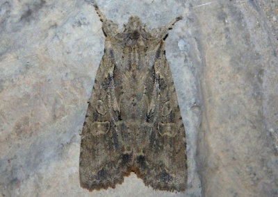 9892 - Lithophane disposita; Dashed Gray Pinion