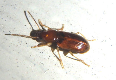 Bradycellus Ground Beetle species