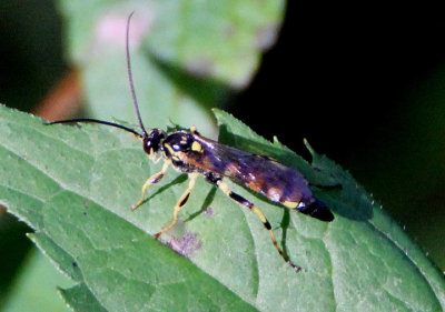 Ichneumon annulatorius; Ichneumon Wasp species