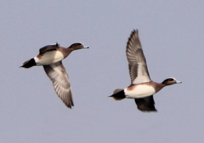 American Wigeons; male