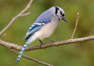 Blue Jay