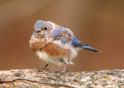 Eastern Bluebird; juvenile male