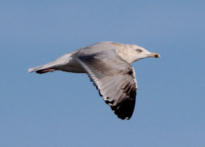 Herring Gull; third winter 