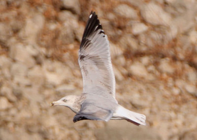 Herring Gull; third winter
