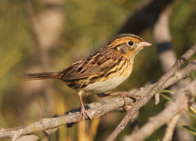 LeConte's Sparrow 