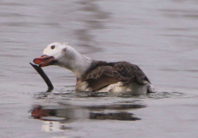Long-tailed Duck; immature male