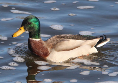 Mallard; male