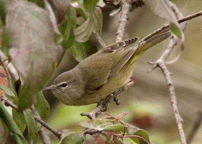 Orange-crowned Warbler