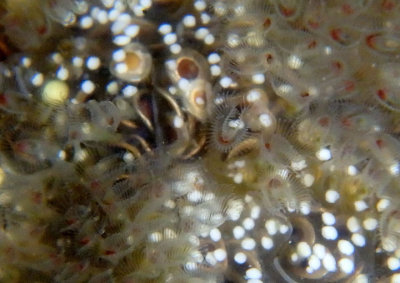 Pectinatella magnifica; Magnificent Bryozoan