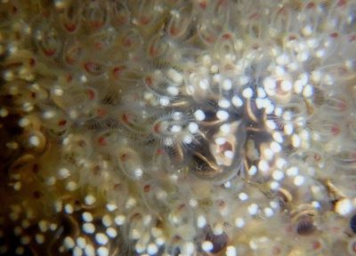 Pectinatella magnifica; Magnificent Bryozoan 