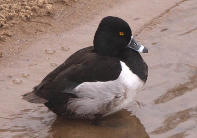 Ring-necked Duck; male 